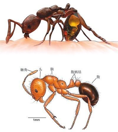 红火蚁位列全球最危险入侵物种 已传播至10余省份