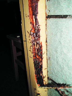 房屋装修白蚁预防处理